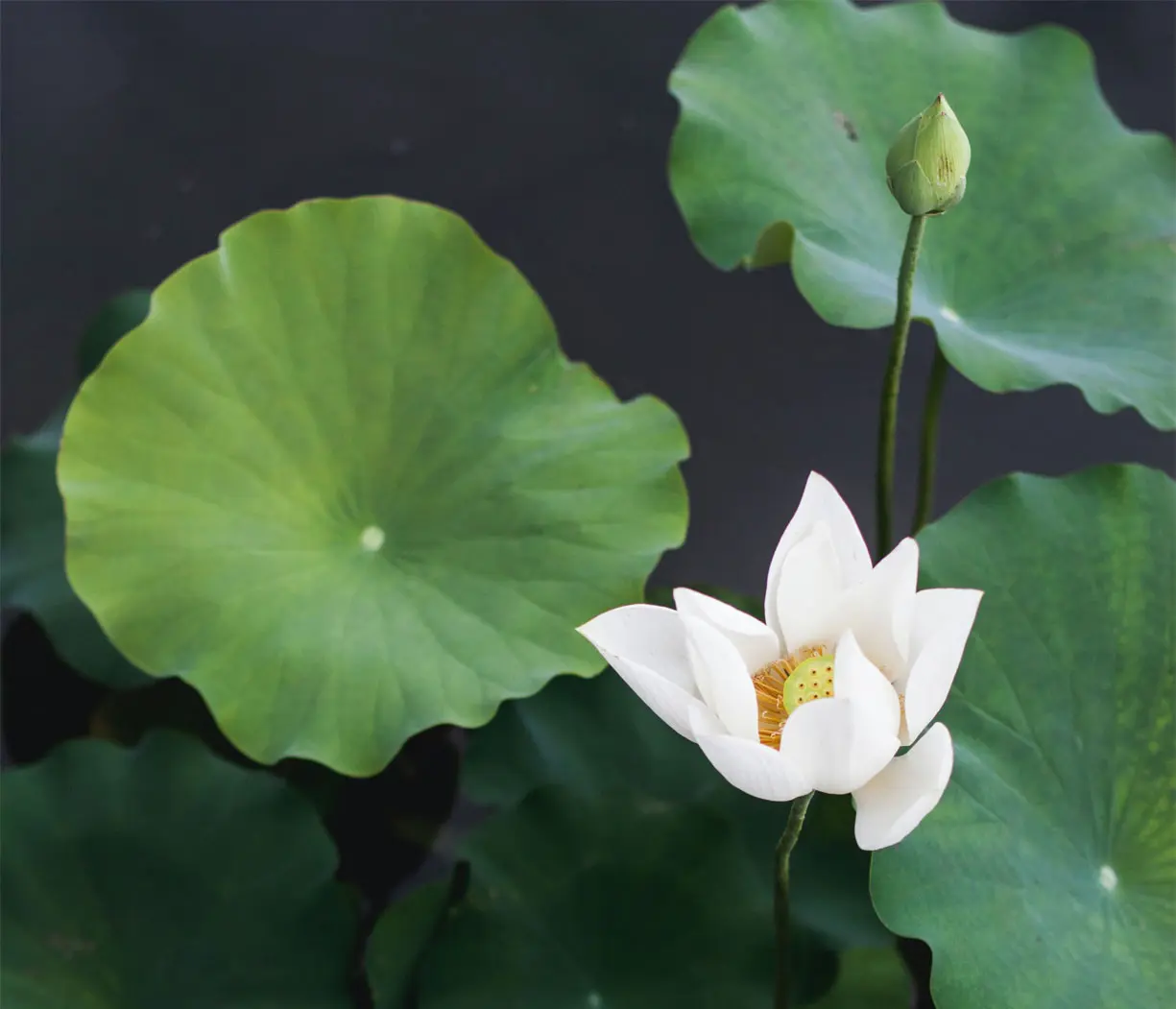 lotus_header GWANGCHA™ RADIANT TEA COMPLEX #CLINICALKBEAUTY